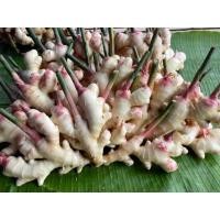 ราคา สดจากฟาร์ม ขิงอ่อนขิงอ่อนสดๆจากไร่ ราคาส่ง ราคาถูก (20981627594)