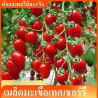 ราคา พร้อมส่ง สีแดงเชอร์รี่เมล็ดมะเขือเทศฉ่ำหอมหวานสี่ฤดูกาลสามารถปลูกผลผลิตสูงทนต่อโรคเมล็ดสวนผลไม้ที่มีคุณภาพดีราคาถูกแพคเกจ 100 ชิ้น (21099021173)