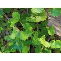 ราคา ต้นผักหนอก อินทรีย์พร้อมปลูก ต้นละ 10 บาท 1ชุดมี 5 ต้น 35 บาท ผักหนอกดอย บัวบกเขา ผักแว่นเขา ผักหนอกช้าง ผักหนอก ผักหนอกป่า ผักหนอกเขา Hydrocotyle siamica (17541643057)