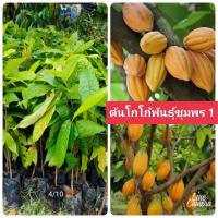 ราคา ต้นโกโก้พันธุ์ชุมพร1 ทนโรค ให้ผลดก ติดผลเร็ว ต้นสูง 60 70 เซน 3ต้น 1ชุด (13867644605)