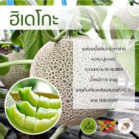 ราคา เมล็ดเมล่อนพันธุ์ฮิเดโกะ ตราพยัคฆ์ติดปีก 100 เมล็ด เมล็ดเมล่อน เมล่อนเขียว เมล็ดพันธุ์ เมล็ดพันธุ์ผัก (13482740239)