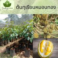 ราคา ทุเรียนหมอนทอง ต้นทาบสูง 60 80ซม ทุเรียนหมอนทอง เติบโตและให้ผลผลิตมั่นคง ส้มเหลือง กลิ่นหอม (20874012413)