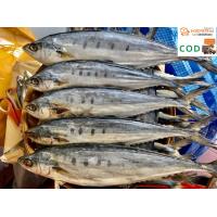 ราคา ปลาสีเสียด ปลาสีเสียดเค็ม ปลาสีเสียดตากแห้ง เนื้ออร่อย ปลาไซด์ใหญ่ เนื้อเยอะ (9563161892)