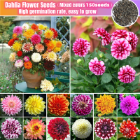 ราคา ปลูกง่ายในเมืองไทย 150 ต้น Dahlia Flower Seeds เมล็ดพันธุ์บอนไซขาย การปลูกดอกไม้ สวนดอกไม้ ตกแต่งบ้าน เมล็ดพันธุ์พืชดอกไม้ ระเบียงกระถางต้นไม้สด เมล็ดพันธุ์บอนไซขาย เมล็ดพันธุ์บอนไซ เมล็ดพันธุ์บอนไซ (