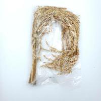 ราคา รวงข้าว ข้าว 9 รวง รวงข้าวเปลือก (19941270473)