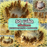 ราคา 50 เมล็ด เมล็ดถังทอง Echinocactus grusonii แคคตัส กระบองเพชร cactus succulent (12104800374)