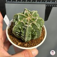 ราคา แอสโตร มายริโอ ฟุคุริว Astrophytum Myriostigma cv Fukuryu แคคตัส กระบองเพชร cactus succulent (20932106753)