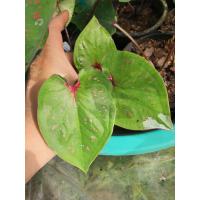 ราคา โปร ซื้อครบ 299 แถมฟรี บอนสี 1 ต้น มณีจันทร์สวยมาก เพชร7สี เศรษฐีพันล้าน เทพอักษรา พรเจ้าสัว จ้าวจักรพรรดิ์ มณีล้องเพชรแผลง บอนสีสายลุ้นผ่าจากแม่ด่าง รบกวนอ่านรายละเอียด ก่อนสั่งซื้อนะค๊า (20095587583