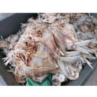 ราคา ปลาขาว ปลาสะกาง ปลาตะเพียน ปลาขาวหางแดง (20600259871)