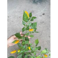 ราคา ต้นกล้า พริกองุ่น สีเหลืองสวยเผ็ด ใช้เป็นพริกประดับได้ พร้มปลูกต้นกล้าละ 19 บาท (18848528451)