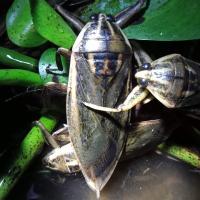 ราคา แมงดานาตัวผู้ แมงดาสำหรับตำน้ำพริก แมงดาหอม แมงดาฉุน แมงดาธรรมชาติ แพค 10ตัว by Foods Banna (12491226276)