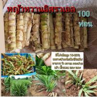 ราคา หญ้าหวานอิสราเอล ท่อนพันธุ์หญ้าหวานสำหรับปลูก 200ท่อน หญ้าโปรตีนสูง20 หญ้าหวานอาหารลดต้นทุนเป็ดไก่ (20824666283)