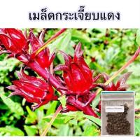 ราคา เมล็ดพันธุ์กระเจี๊ยบ กระเจี๊ยบแดง พันธุ์ซูดานแท้ 150 เมล็ด 10 แถม 1 คละได้ (20767986134)