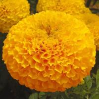 ราคา 1000 เมล็ด เมล็ดพันธุ์ ดาวเรือง ดาวเรืองมหาโชค สีส้มทอง พรีเมี่ยมดิฟโกลด์ ดอกใหญ่ ให้ผลผลิตสูง สำหรับตัดดอกจำหน่าย ร้อยมาลัย ใส่แจกัน (541276284)