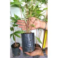 ราคา ไผ่ผากด่างทองผาภูมิ ไผ่ผากลำด่างใบด่าง (20722769293)