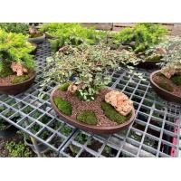 ราคา สวนถาด ไม้มงคล บอนไซแคระ สน แก้วแคระ (20748878320)