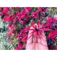 ราคา ทิลแลนเซีย รากอากาศ Tillandsia Ionantha หัวขนาดใหญ่ เกรดส่งออก (11830410725)