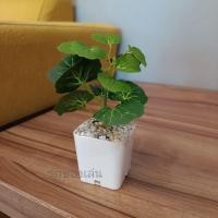 ราคา ต้นไม้มงคล ต้นไม้ปลอม 39 บาท 3 ต้น 100 บาท เสริมโต๊ะทำงาน (11116335271)