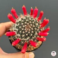 ราคา แมมหนามพิกุล Mammillaria Mammillaris แคคตัส กระบองเพชร cactus succulent (20274253285)