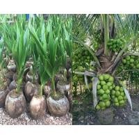 ราคา ต้นมะพร้าว น้ำหอม อ่างทอง พันธุ์เตี้ย น้ำหวาน เนื้อหนา ผลใหญ่ ติดลูกเร็ว พร้อมปลูก (8453634900)