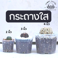 ราคา ขั้นต่ำ 5 ใบ กระถางใส กระถาง 8 เหลี่ยมใส กระถางแคคตัส กระถางกระบองเพชร กระถางพลาสติก กระถางพลาสติกใส แคคตัส กระบองเพชร (16619020827)