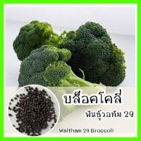 ราคา พร้อมส่ง รหัส 083 เมล็ดพันธุ์แท้ OP แท้ บล็อคโคลี่ พันธุ์วอทัม29 ปลูกง่าย รสชาติอร่อย Waltham29 Broccoli เมล็ดบล็อคโคลี เมล็ดพันธุ์ผัก (7739836764)
