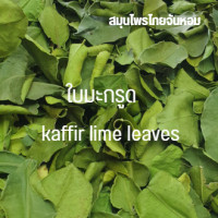 ราคา ใบมะกรูดอบแห้ง ใบมะกรูด ขนาด 1000 กรัม (4000702152)