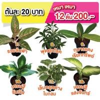ราคา ชุดต้นไม้เสริมดวง เสริมฮวงจุ้ยให้บ้าน จำนวน 12 กระถาง ไม้มงคล ไม้เสริมดวง (21067711300)