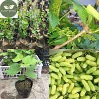 ราคา ต้นทาบกิ่งสูง40 60ซม องุ่นนิ้วเขียว องุ่นนิ้วเขียว เนื้อหนา รสหวานกรุบกรอบ ปลูกและดูแลง่าย (21095209688)