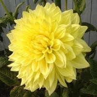 ราคา 1 เหง้า ชุุด รักเร่ Dahlia Bulb สายพันธุ์ Sun Glow หัวรักเร่ ดอกไม้ ดอกรักเร่ เหง้า นำเข้า ยุโรป หัวสดใหม่ ผ่านการแช่เย็นแล้ว (8668165188)