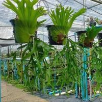 ราคา เฟิร์นชายผ้าสีดา ชายผ้าสีดา แวนเด้ 11 นิ้ว เฟริ์นหายาก เฟิร์น เฟิร์นต่างๆ ไม้ตกแต่งสวน ไม้ประดับ จัดแต่งสวน ราคาต่อหัว Taeng Suan shop (20766781543)