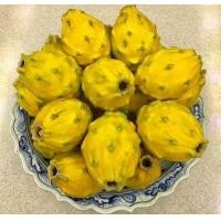 ราคา ตรงตามสายพันธุ์แท้ 100 กิ่งพันธุ์แก้วมังกรเหลืองเอกวาดอร์ Yellow Dragon fruit from Ecuador จากเมือง Palora (7999645646)