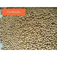 ราคา ถั่วเหลืองเม็ด เบอร์ 1 สำหรับทำน้ำเต้าหู้ เต้าหู้และเต้าฮวย บรรจุ 1 กิโลกรัม (20154360227)
