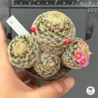 ราคา ขนนกเหลือง Mammillaria Schiedeana กระบองเพชร แคคตัส ไม้อวบน้ำ cactus succulent (5200840901)