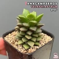 ราคา ลูกชุบ Anacampseros telephiastrum ไม้อวบน้ำ กุหลาบหิน แคคตัส กระบองเพชร cactus succulent (16217415682)