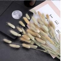 ราคา หญ้าแพมปาสธรรมชาติ30 60ชิ้นดอกไม้แห้งหางกระต่ายช่อดอกไม้หญ้าหางกระต่ายดอกไม้ดอกไม้แห้งตกแต่งบ้านแต่งงานอุปกรณ์ประกอบฉากถ่ายรูป (18694338759)