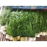 ราคา ต้นชะอมกิ่งตอน กิ่งใหญ่รากสวย 50 กิ่ง 400บาท (13549295367)