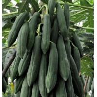 ราคา 100 เมล็ด มะละกอ ผลไม้ Papaya Seeds สายพันธุ์ มะละกอครั่ง (21166569318)