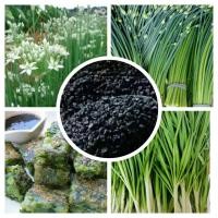 ราคา เมล็ดผักกุยช่ายซอง150เมล็ด60บาท (13093121062)