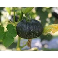 ราคา เมล็ดพันธุ์ ฟักทองญี่ปุ่น ฟักทองพวงญี่ปุ่น สีเขียว 10 แถม 1 คละได้ (18462088113)