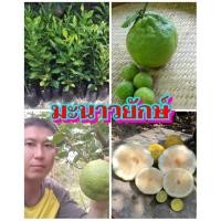 ราคา มะนาวยักษ์ ลูกใหญ่เท่าลูกส้มโอรสชาดความหอมและความเปรี้ยวเหมือนมะนาวทั่วไป ต้นพันธุ์ตอนกิ่งสูง 40 50 ซม แข็งแรงพร้อมปลูก รับประกันแท้100 (20466075618)