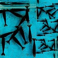 ราคา กุ้งแคระ มี 10 สี (21184972567)