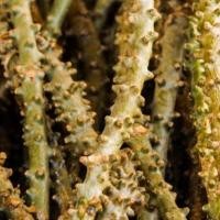 ราคา บอระเพ็ด ตัดสด 10 กิ่ง (2602704672)