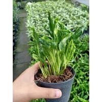 ราคา ต้นห่อเงินห่อทอง แคระ ไม้มงคล ปลูกไว้หน้าร้าน ปลูกในบ้าน ไม้ฟอกอากาศ ขนาดเล็ก ห่อเงินห่อทองไม่ให้รั่วไหล มีเงินใช้ไม่ขาดมือ จัดส่งพร้อมกระถาง 3 นิ้ว ลำต้นสูง 20 ซม (21008675266)