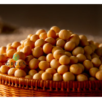 ราคา ถั่วเหลือง เต็มเม็ด เกรดA เม็ดใหญ่ ชนิดดิบ Soy bean ถั่วเหลืองดิบ ทำน้ำเต้าหู้ ได้ ถั่ว ถั่วดิบ (17433617671)