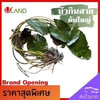 ราคา Uland บัวกินสาย บัวสาย ต้นเล็กและต้นใหญ่ สายบัว ปลูกง่าย ประโยชน์มากมาย (9223842243)