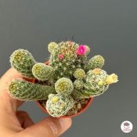 ราคา แมมตุ๊กตาญี่ปุ่น Mammillarua gracilis ไม้อวบน้ำ กุหลาบหิน cactus succulentหลากหลายสายพันธุ์ (4528952226)
