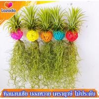 ราคา หนวดฤาษี บอลหวาย เคราฤาษี ทิลแลนเซีย เปลี่ยนสีตามฤดู พร้อมแขวน ไม้ฟอกอากาศ ไม้ประดับ ดักฝุ่น สวยๆ (13952471696)