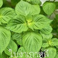ราคา ใบงาเกาหลี สีเขียว ถูกที่สุด 10 บ เมล็ดพันธุ์ใบงาเกาหลี 100 เมล็ด ปลูกง่าย ใบดก ทานอร่อย (12974184205)