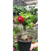 ราคา ต้นชวนชม ดอกซ้อน สีแดง ทรงบอนไซ ชวนชมบอนไซ ซินแสเป็นหนึ่งแนะ ชวนชมเป็นไม้มงคลปลูกแล้วรับทรัพย์ รับโชค รับความสุข ปลูกไว้ในบ้านจะทำให้คนในบ้านได้รับความนิยมชมชอบ มีเสน่ห์ มีชื่อเสียง ขนาดและดอกตามรูปเล